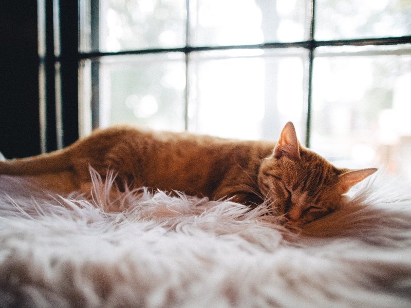 GAto 20 Dicas para Dormir Melhor